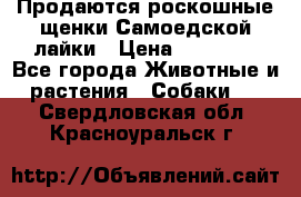 Продаются роскошные щенки Самоедской лайки › Цена ­ 40 000 - Все города Животные и растения » Собаки   . Свердловская обл.,Красноуральск г.